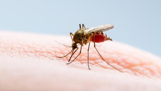 Mücke in Nahaufnahme beim Zustechen