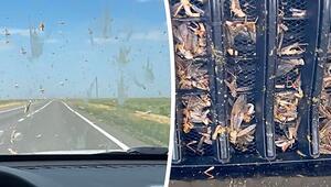 Insekten-Alarm: Heuschreckenschwarm überzieht Auto in Dagestan