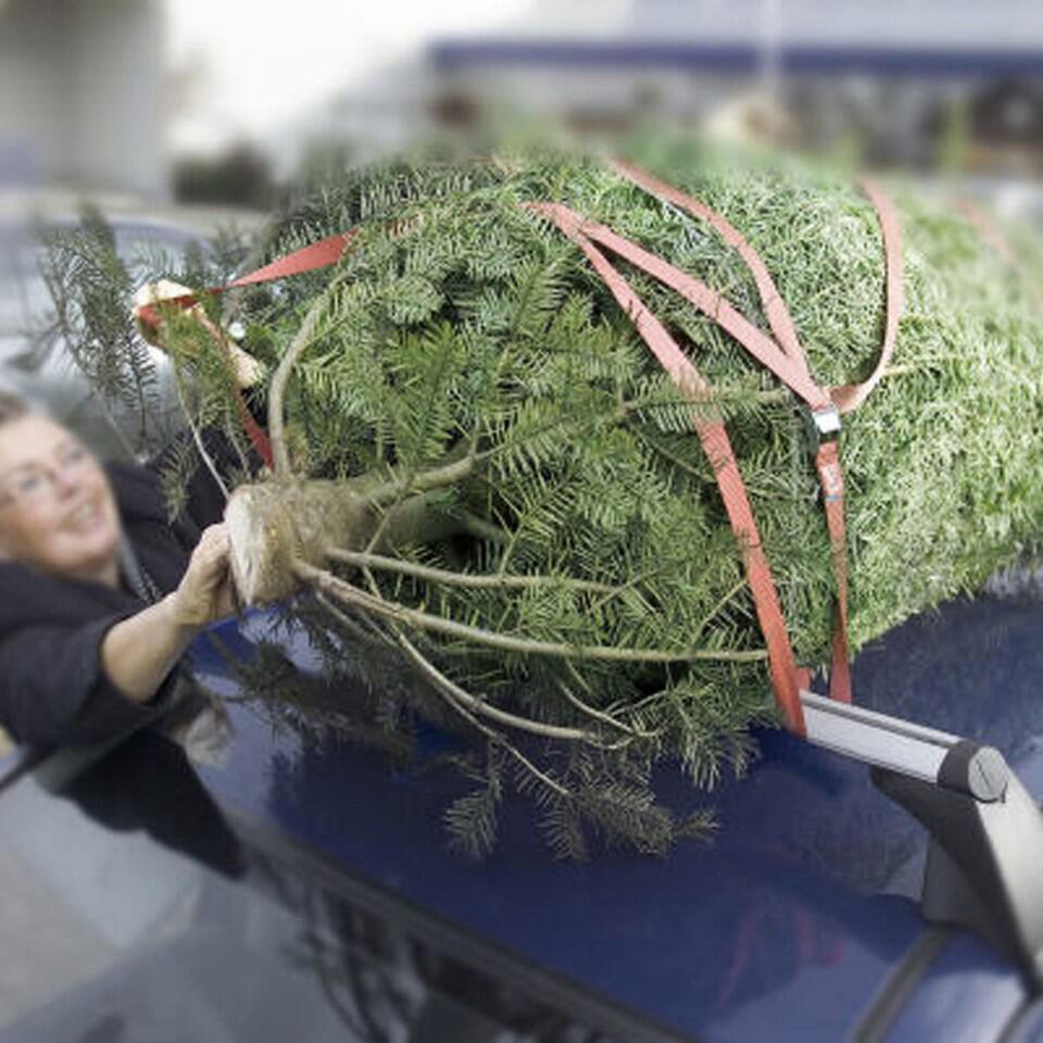 Mit dem Auto den Weihnachtsbaum transportieren