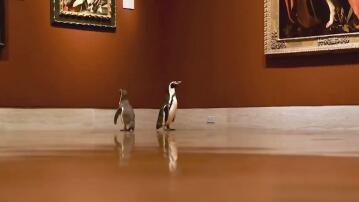 Pinguine, Museum, USA, Missouri, Kansas City Zoo, Nelson-Atkins Museum of Art