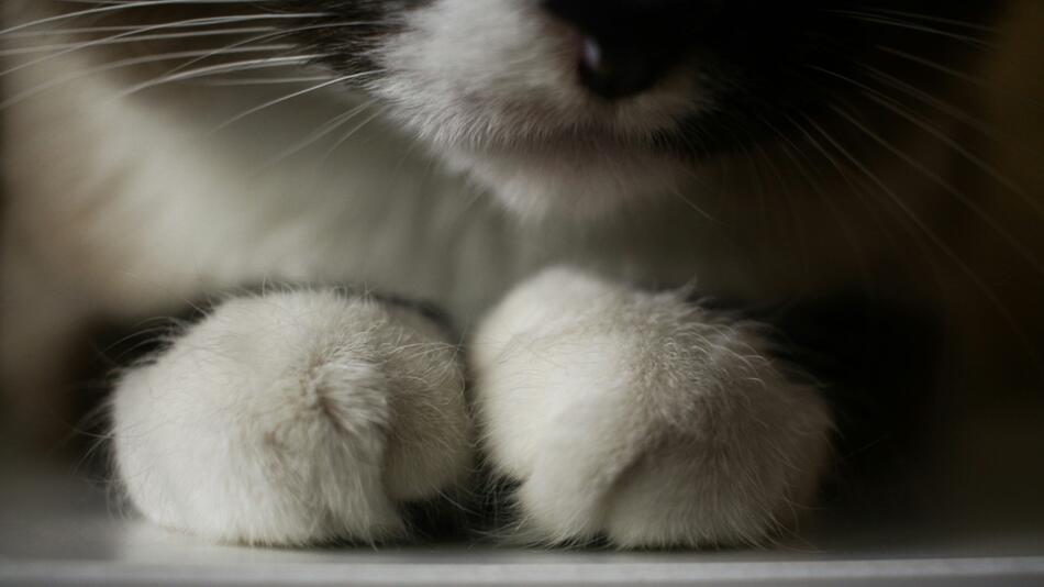 Behörden in Japan warnen vor „Giftkatze“