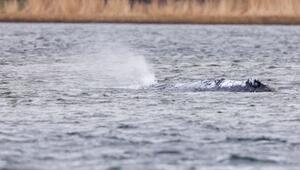 Weitere Entwicklung zum Buckelwal in der Ostsee