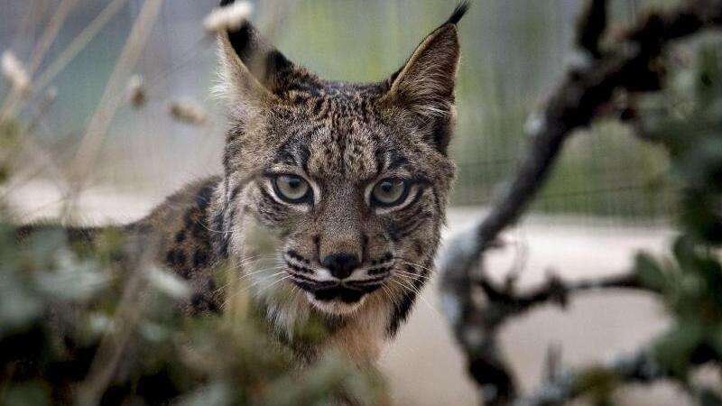 Iberischer Luchs