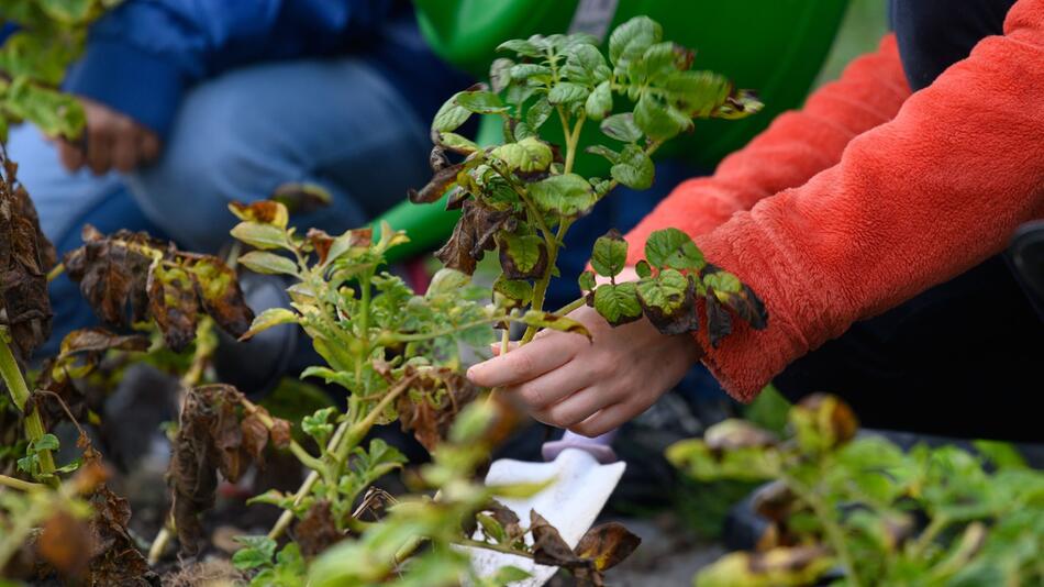 Schulgartenprojekt in Sachsen-Anhalt