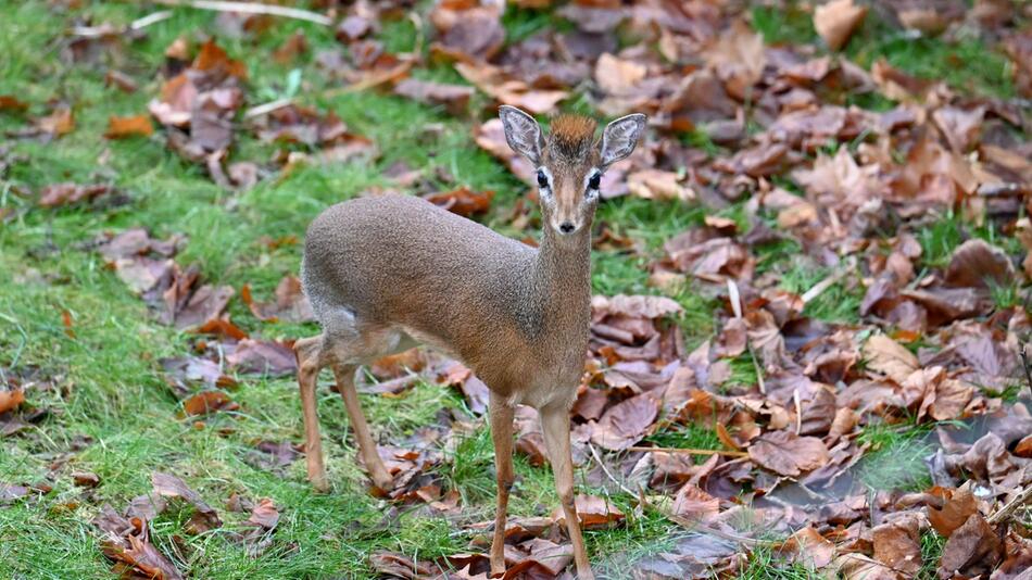 Erstmals Dikdiks im Kölner Zoo