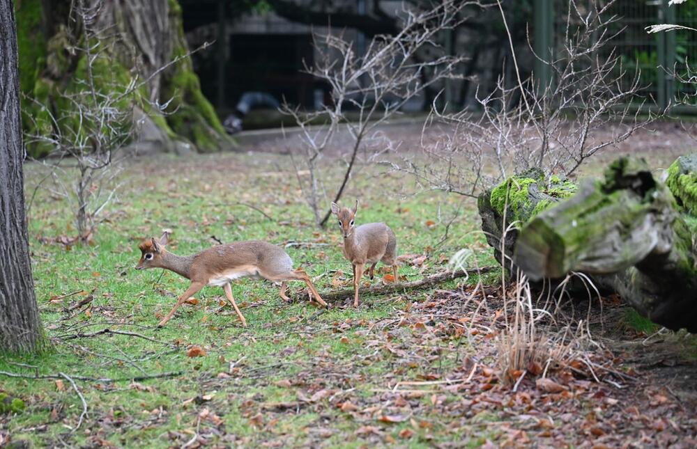 Erstmals Dikdiks im Kölner Zoo