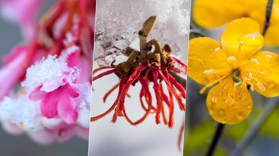 Winterzeit: Diese Pflanzen sorgen für einen farbenfrohen Garten