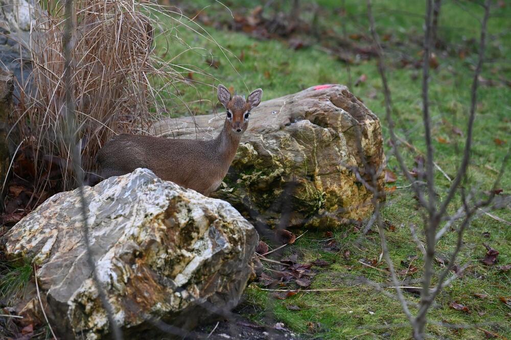 Erstmals Dikdiks im Kölner Zoo