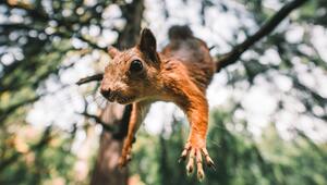 Eichhörnchen sind auf die Jahreszeiten angewiesen.