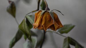 verwelkte Rosen