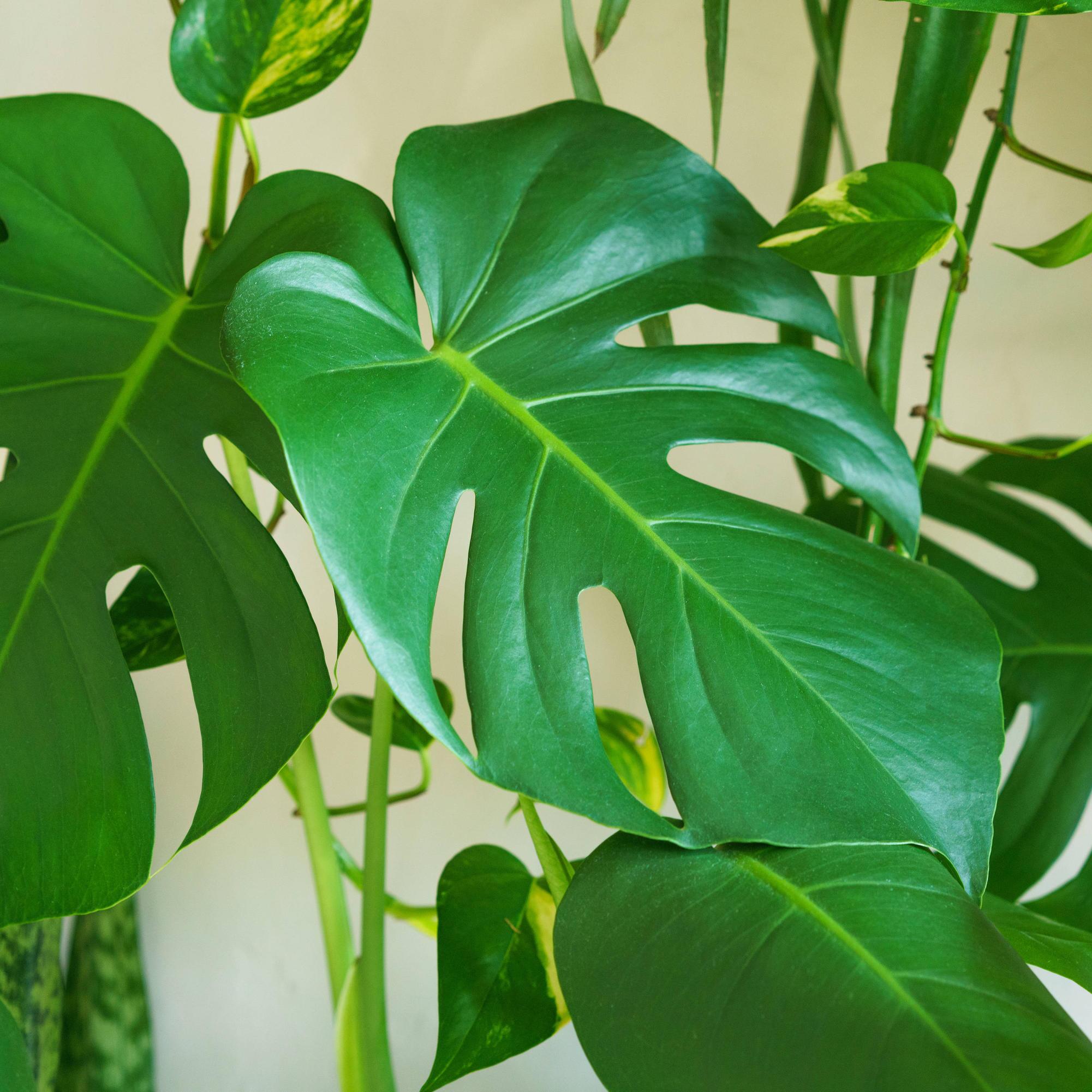 Monstera vermehren: Tipps fr krftige Ableger | WEB.DE