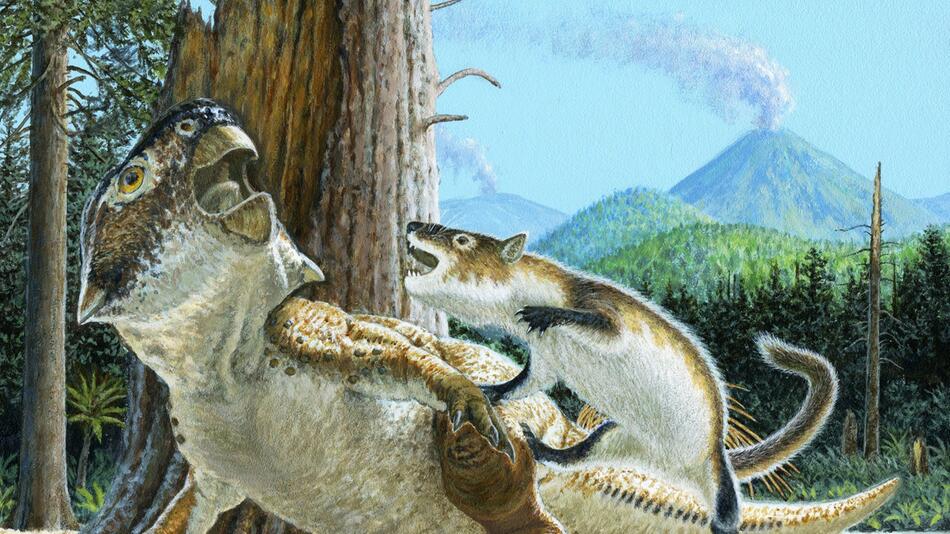 Repenomamus robustus greift einen Psittacosaurus lujiatunensis an.