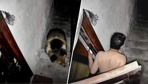 Bären im Treppenhaus: Mann verjagt Eindringlinge durch Bellen