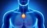 Thymus, Drüse, Organ, Gesundheit