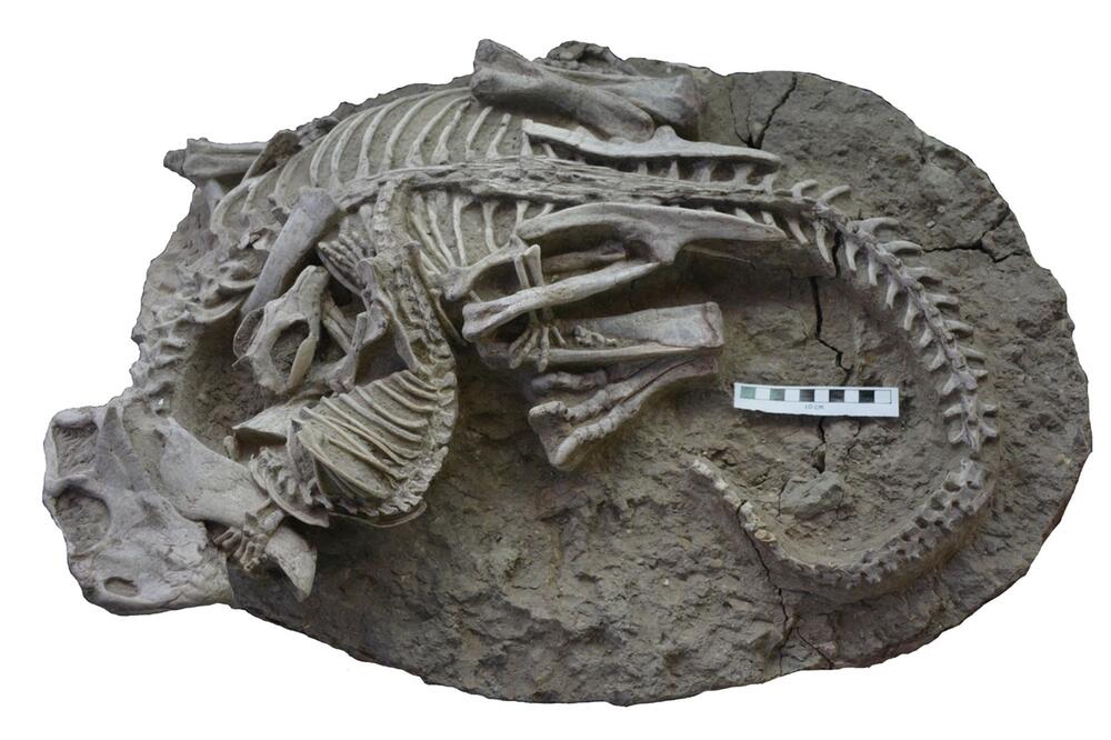 Verschlungenen Skelette von einem Psittacosaurus und einem Repenomamus.
