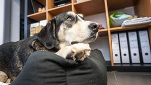 Hund liegt in einem Büro auf seiner Decke