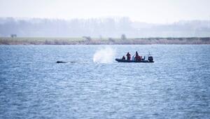 Buckelwal liegt weiter in Wismarer Bucht