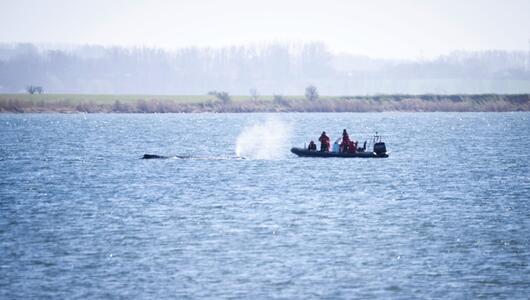 Buckelwal liegt weiter in Wismarer Bucht