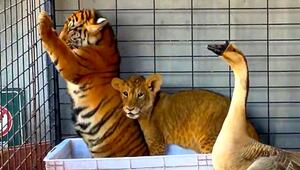 Bedrohliches Federvieh: Gans schüchtert Löwen und Tiger ein