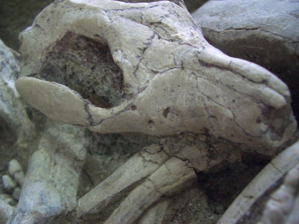 Säugetier Repenomamus beißt in die Rippen des Psittacosaurus