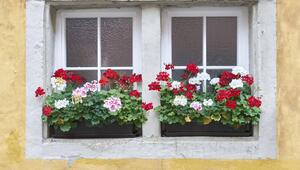 Geranien, Blumen, Fenster