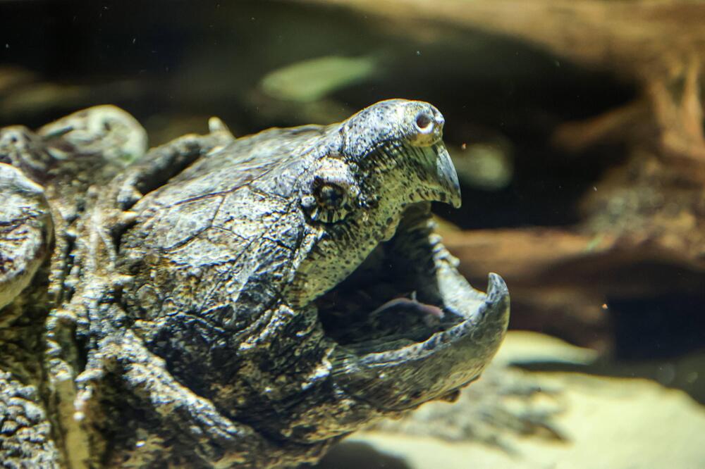 Geierschildkröte