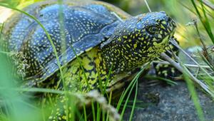 Europäische Sumpfschildkröte