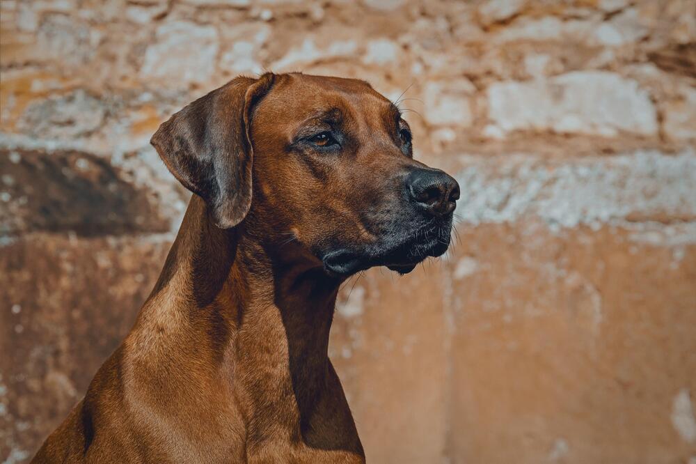 Normalerweise gelten Ridgebacks als liebevoll.