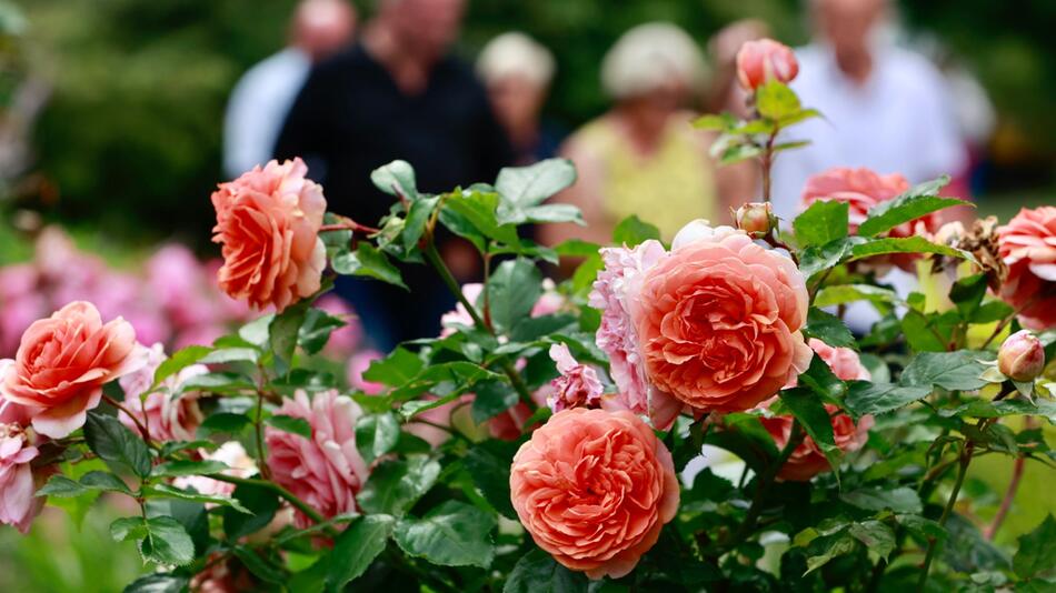 Rosenblüte im Europa Rosarium