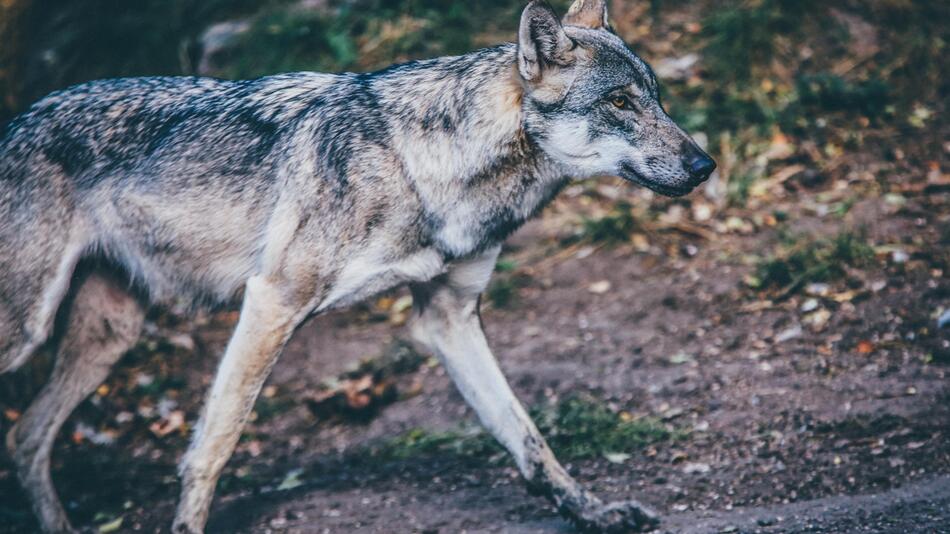 Wolf beißt Kind im Tierpark.