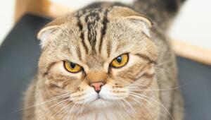 Die Nachfrage nach diesen Katzen lässt nicht nach.