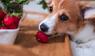 Hund mit Erdbeere