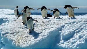 Adeliepinguine