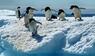 Adeliepinguine 