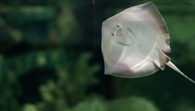 Südlicher Stechrochen in einem Aquarium