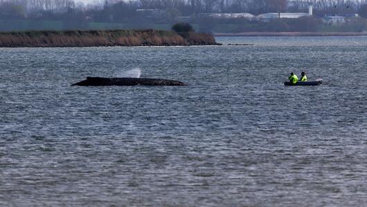 Buckelwal liegt weiter in Wismarbucht