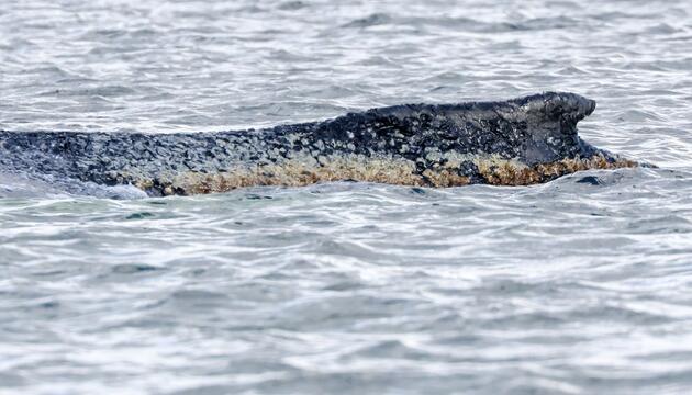 Schwimmerin in Buckelwal-Nähe