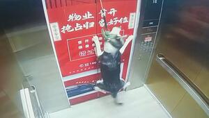 Leine in Aufzugstür eingeklemmt: Cleverer Husky entkommt nur knapp