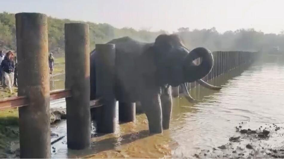 Elefant muss mit Bagger aus Bredouille befreit werden