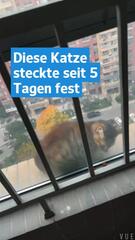 Katze steckt auf Balkon fest