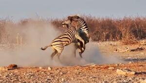 Giraffe schaut interessiert zu: Zebra-Männchen schenken sich nichts