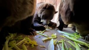 Grizzlys genießen Sellerie-Snack im Memphis Zoo