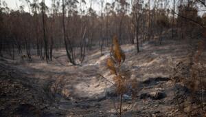 Waldbrand in Spanien