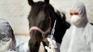 Equine Sarkoide sind Hauttumore bei Pferden.