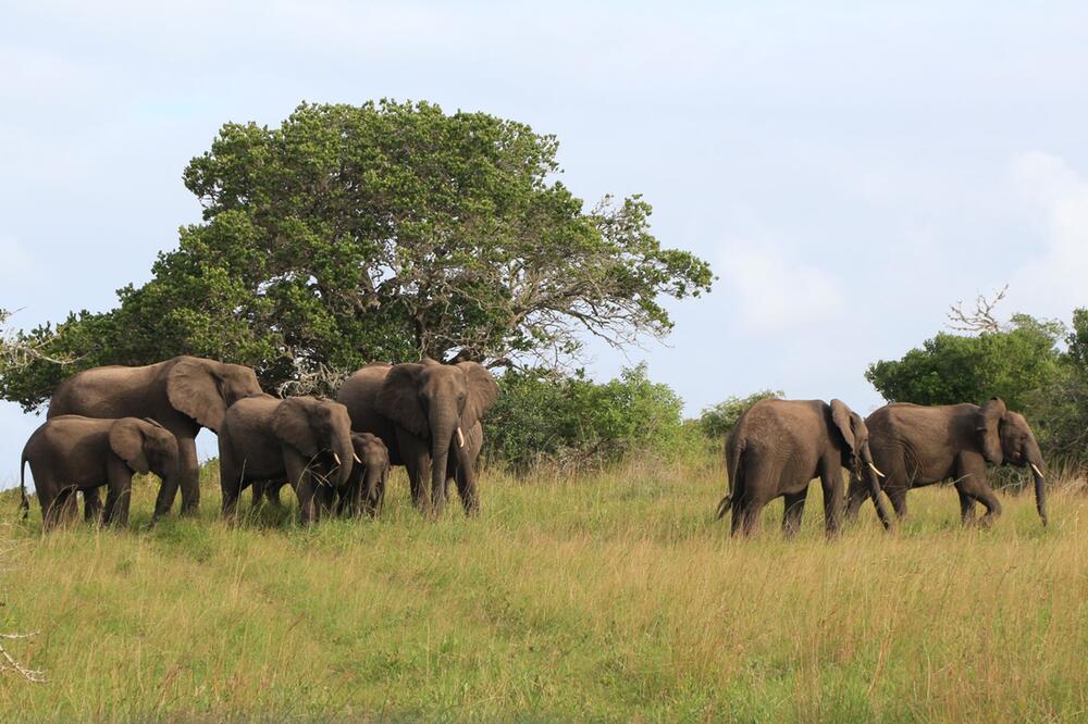 Elefanten im Maputo-Nationalpark