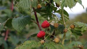 himbeeren vermehren