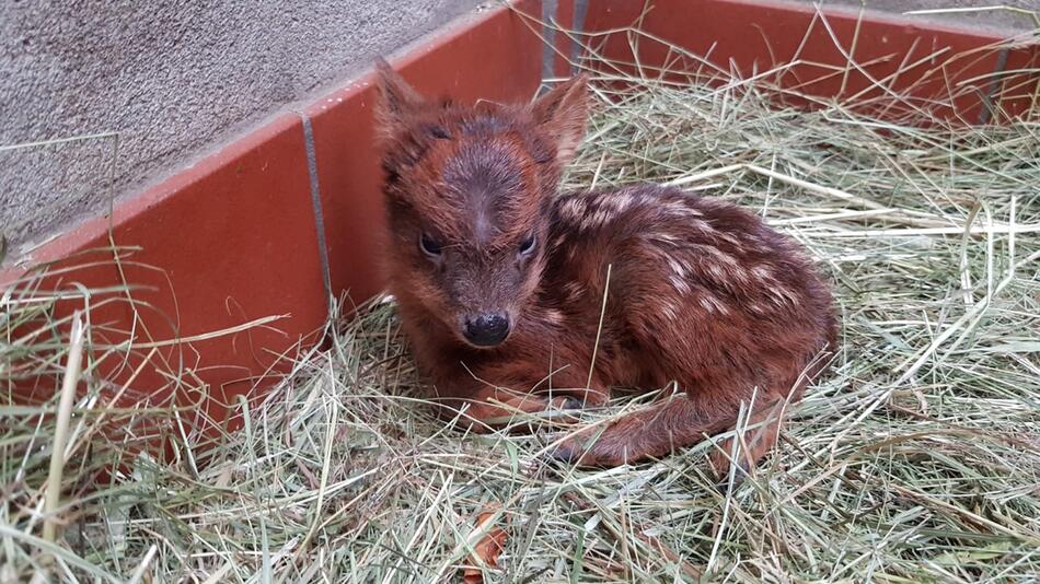 Südliches Pudu-Kitz im Dortmunder Zoo geboren