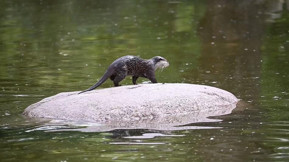 Otter im Zoo