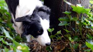Hund schnüffelt im Gebüsch