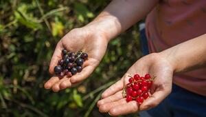 johannisbeeren ernten